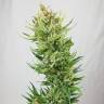 семена конопли Россия Sweet Amnesia Haze feminised Sweet Seeds
