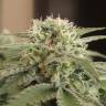 мощные семена конопли Afghan feminised