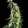 мощные семена конопли Hawaiian Snow feminised