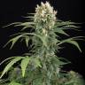 Blue Thai feminised Dinafem Seeds