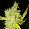 семена конопли с доставкой Eldorado feminised Nirvana Seeds