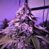 семена конопли в фирменной упаковке Space Cookies feminised Paradise Seeds