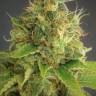 семена конопли f1 в оригинальной упаковке Space Cookies feminised Paradise Seeds