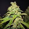 семена сортовой конопли Space Cookies feminised Paradise Seeds