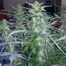 семена конопли элитных сортов White Widow feminised Pyramid Seeds