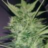 семена конопли в интернете White Widow feminised Pyramid Seeds