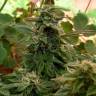 где заказать семена конопли Sweet Cheese F1 Fast Version feminised Sweet Seeds