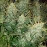Auto Gelato feminised Ganja Seeds купить семена марихуаны в России