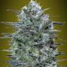 Himalaya Blue Diesel feminised Ganja Seeds Himalaya Blue Diesel feminised Ganja Seeds