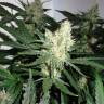 качественные семена конопли Super Lemon Haze feminised Green House Seeds