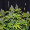 Blue Widow feminised Dinafem Seeds