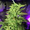 хорошие семена конопли Dance World CBD feminised Royal Queen