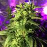 конопля семена сорта заказать Dance World CBD feminised Royal Queen