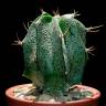 Купить семена кактуса Astrophytum ornatum MIX