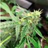 заказ семян конопли Спб Auto Anubis regular