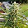 семена конопли медицинской Afghani №1 feminised