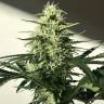семена конопли элитных сортов Afghani №1 feminised