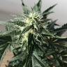 семена конопли в интернете Afghani №1 feminised
