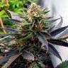 Himalaya Gold feminised Ganja Seeds Himalaya Gold feminised Ganja Seeds