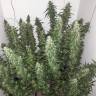Power Plant feminised Dutch Passion Seeds