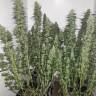 Power Plant feminised Dutch Passion Seeds