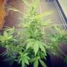 семена конопли Москва Auto Altay feminised Bang Seeds семена конопли Москва Auto Altay feminised Bang Seeds