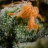 семена конопли мед сортов Amnesia CBD feminised Dinafem Seeds