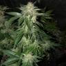 семена конопли для выращивания The New feminised Humboldt Seeds