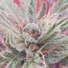 семена индийской конопли White Berry feminised Paradise Seeds