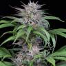 Auto White Widow x AK feminised Ganja Seeds Auto White Widow x AK feminised Ganja Seeds