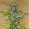 семена конопли марихуаны Blue Dream CBD feminised Humboldt Seeds