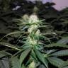 конопля семена сорта заказать Kalichakra feminised
