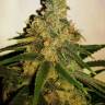 LA Cannalope feminised Ganja Seeds
