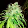 семена конопли почтой Bubblelicious feminised