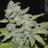 семена конопли для курения Afgooey feminised Strain Hunters Seeds