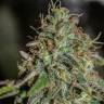 семена конопли марихуаны Afgooey feminised Strain Hunters Seeds