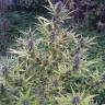 Shaman feminised Dutch Passion Seeds
