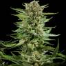 Cheese feminised Dinafem Seeds