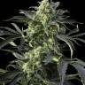 Auto Sweet Cheese regular Ganja Seeds