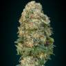 семена конопли наложенным платежом Afghan Skunk feminised Advanced Seeds