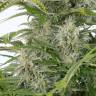 семена марихуаны Auto Cheese CBD feminised Dinafem Seeds