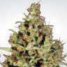 семена конопли почтой Sativa Champions Pack feminised Paradise Seeds