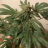 семена конопли марихуаны Sweet Skunk F1 Fast Version feminised Sweet Seeds