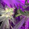 семена конопли аутдор Sweet Skunk F1 Fast Version feminised Sweet Seeds