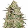 Flowershell Bomb feminised Ganja Seeds