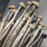 купить споры псилоцибиновых грибов Panaeolus Cyanescens Hawaii купить споры псилоцибиновых грибов Panaeolus Cyanescens Hawaii