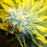 семена конопли для курения Auto Pineapple regular