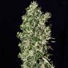 семена конопли в интернете Big Tooth feminised Strain Hunters Seeds