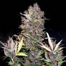 заказ семян конопли Auto OGRE feminised Doctors Choice