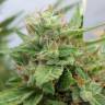где заказать семена конопли Auto OGRE feminised Doctors Choice